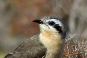 Black-eared Cuckoo (Chalcites osculans)